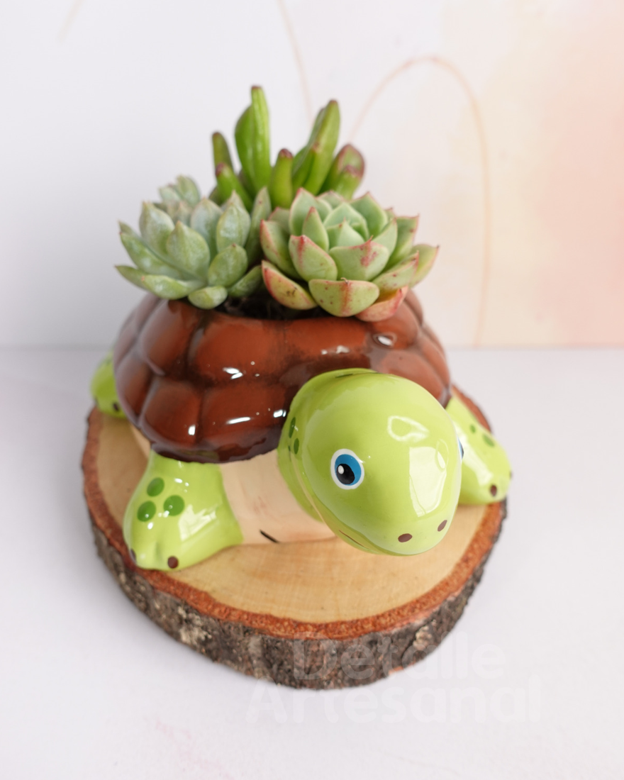 Tortuga Terrestre Matera