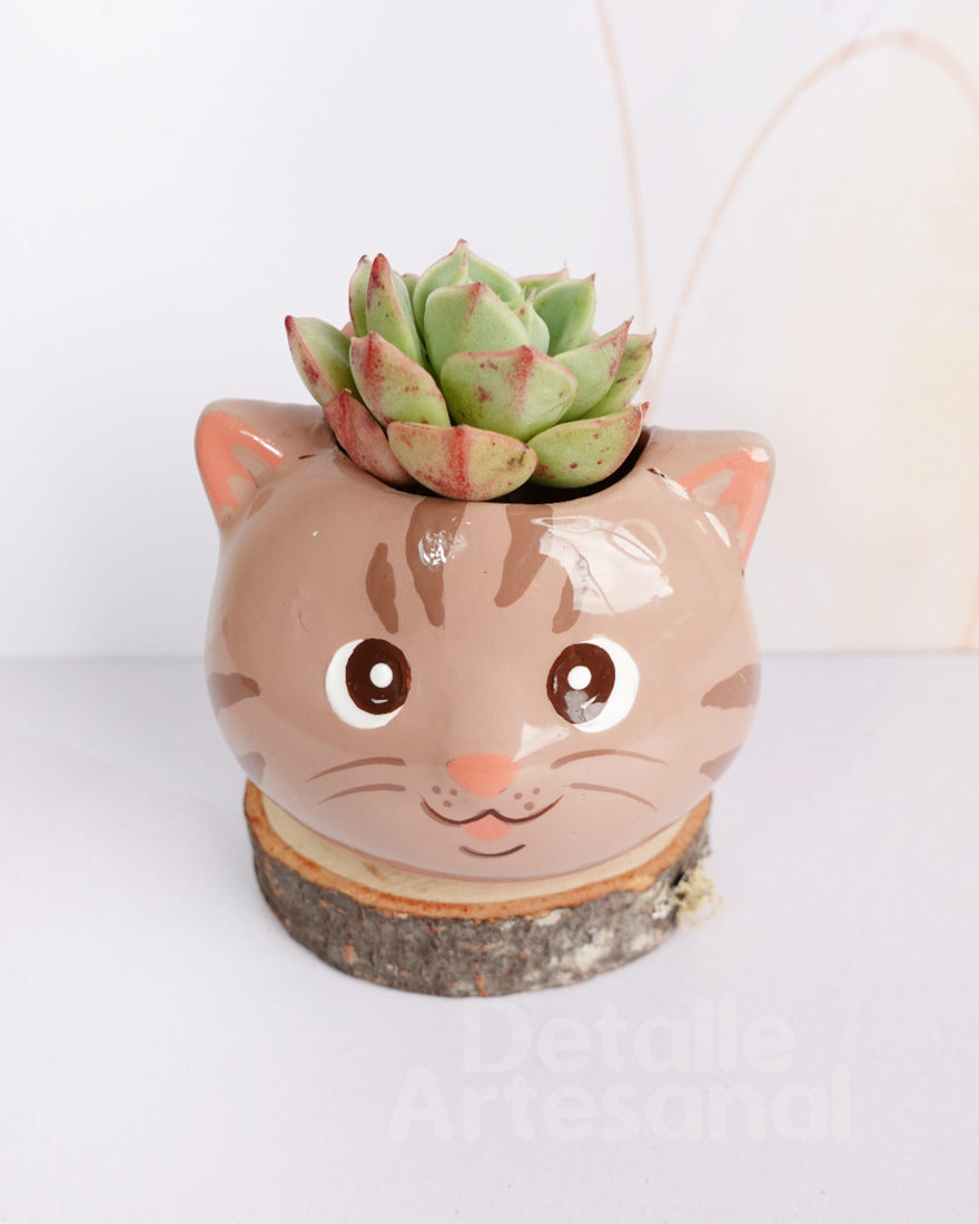 Cabecita Gato Matera