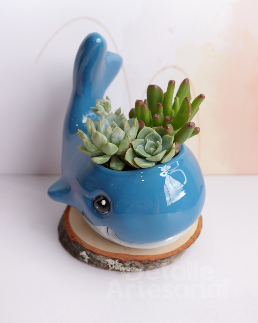 Ballena Ancha Matera